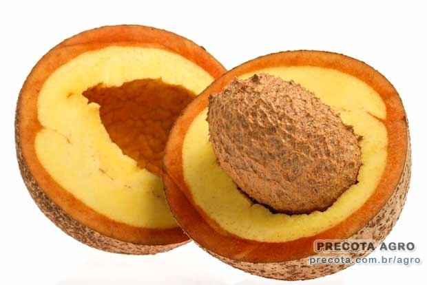 Imagem de divulgação Preço Abricó saco 20kg Ceasa Pará