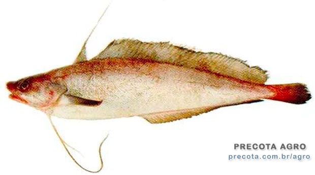 Foto de divulgação Ceagesp preços Abrótea Class. M kg Imagem de divulgação Ceagesp preços Abrótea Class. M kg