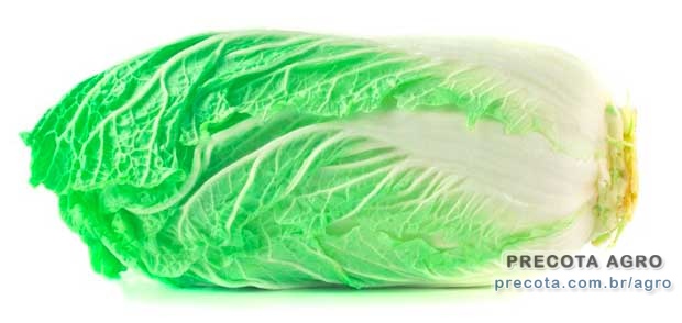 Imagem de divulgação Preço Acelga Mineira dz Ceasa Belo Horizonte