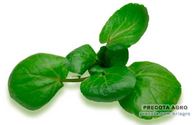 Foto de divulgação Preço Agriâo mol.600g Ceasa Salvador Imagem de divulgação Preço Agriâo mol.600g Ceasa Salvador