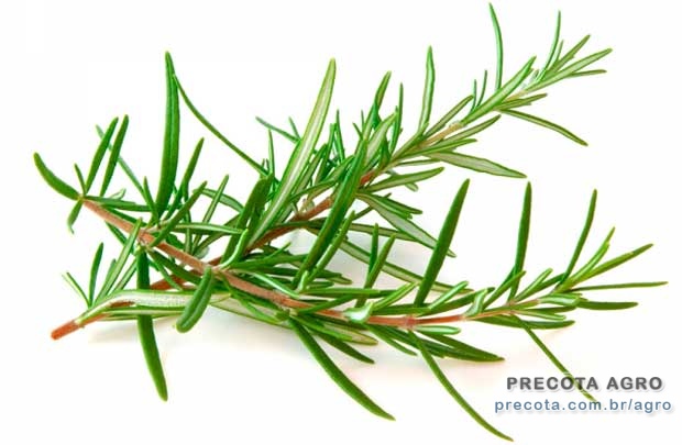 Foto de divulgação Preço Alecrim mç-0.05a0.10kg Ceasa Brasília Imagem de divulgação Preço Alecrim mç-0.05a0.10kg Ceasa Brasília