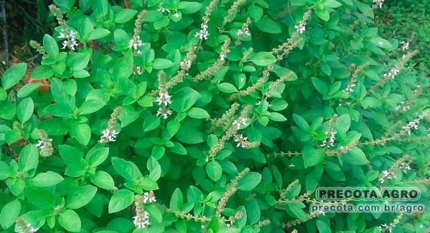 Foto de divulgação Preço Alfavaca maço 0.25kg Ceasa Pará Imagem de divulgação Preço Alfavaca maço 0.25kg Ceasa Pará