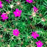 Preço Amor-crescido maço 0.40kg Ceasa Pará