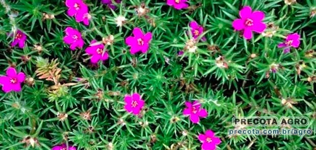 Foto de divulgação Preço Amor-crescido maço 0.40kg Ceasa Pará Imagem de divulgação Preço Amor-crescido maço 0.40kg Ceasa Pará