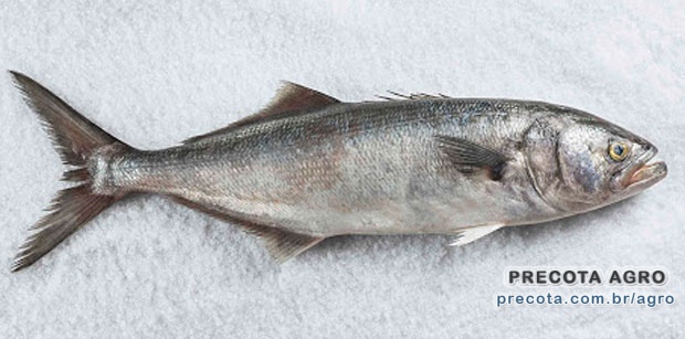 Foto de divulgação Preço Anchova kg Ceasa Vitória Imagem de divulgação Preço Anchova kg Ceasa Vitória