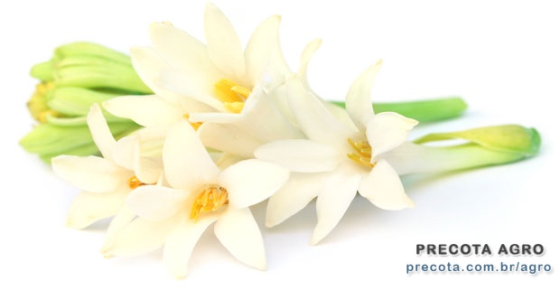 Imagem de divulgação Preço Angélica proc. Gravatá pcte.50 unidades Ceasa Recife