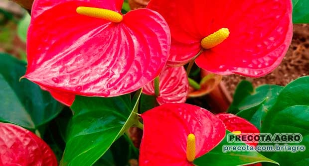 Foto de divulgação Preço Anturio Vaso und Ceasa Porto Alegre Imagem de divulgação Preço Anturio Vaso und Ceasa Porto Alegre