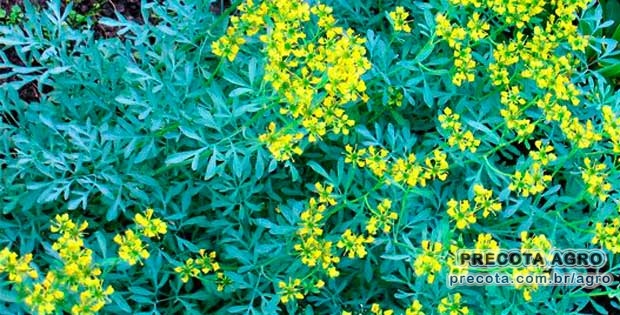 Foto de divulgação Preço Arruda proc. Gravatá pcte.50 unidades Ceasa Recife Imagem de divulgação Preço Arruda proc. Gravatá pcte.50 unidades Ceasa Recife